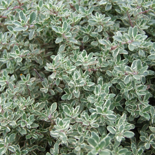 Thymus | Thyme Silver Queen