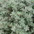 Thymus | Thyme Silver Queen