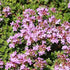 Thymus praecox Red Carpet