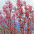 Toona sinensis