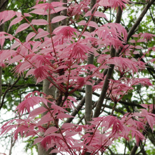 Toona sinensis