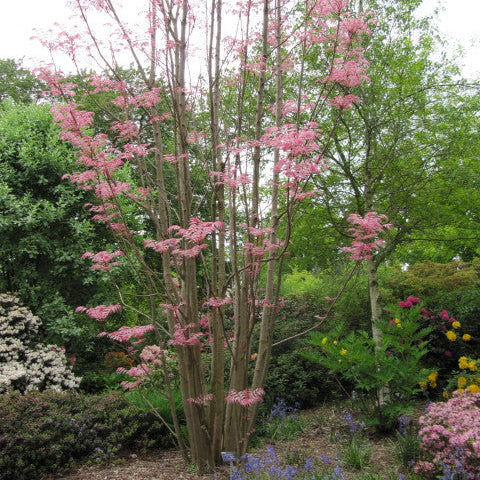 Toona sinensis