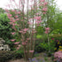 Toona sinensis