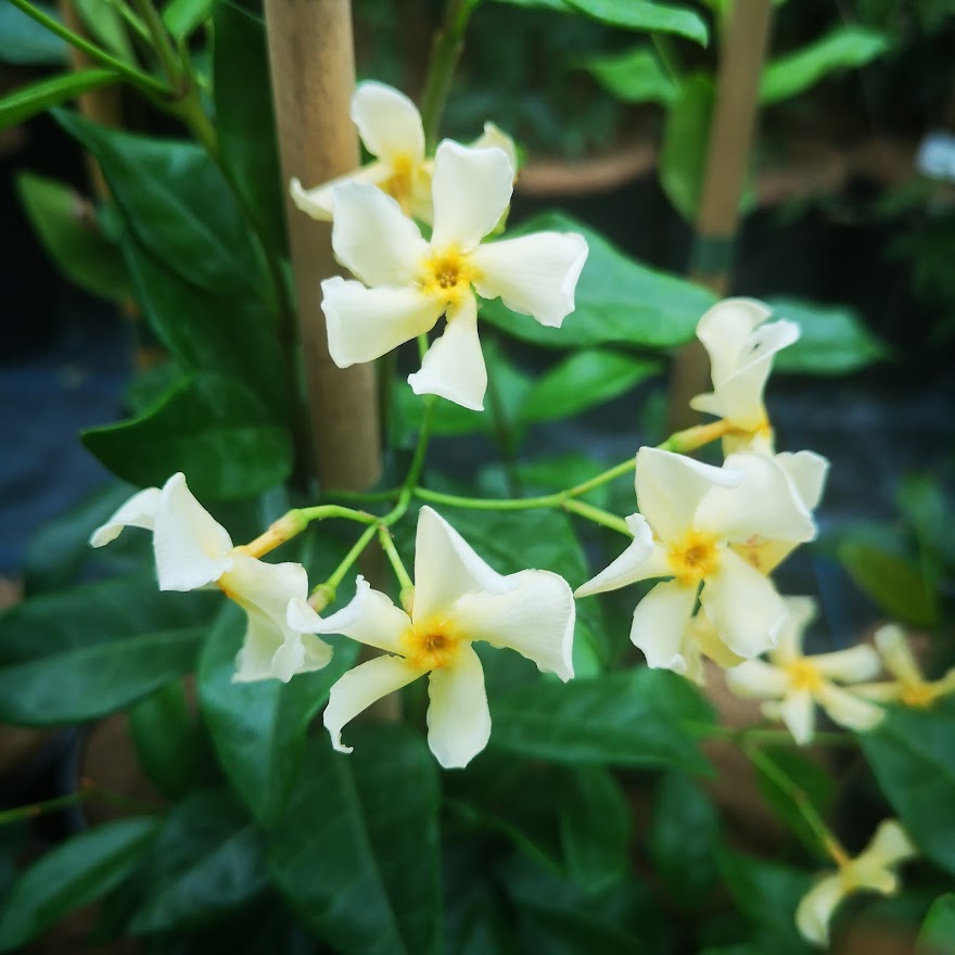 Trachelospernum jasminoides Star Of Toscana