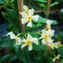 Trachelospernum jasminoides Star Of Toscana