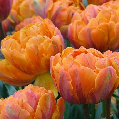 Tulip Orange Princess