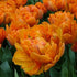 Tulip Orange Princess