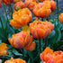 Tulip Orange Princess