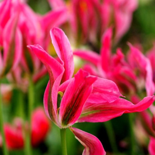 Tulip Virichic