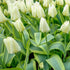 Tulip Purissima Design