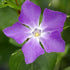 Vinca major Variegata