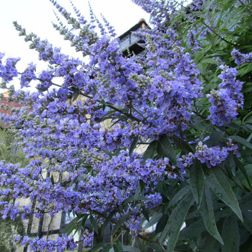 Vitex agnus-castus latifolia