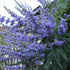Vitex agnus-castus latifolia
