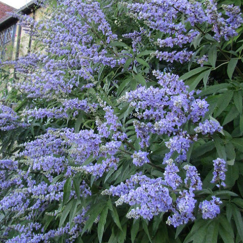 Vitex agnus-castus latifolia