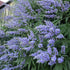 Vitex agnus-castus latifolia
