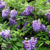 Wisteria frutescens Amethyst Falls