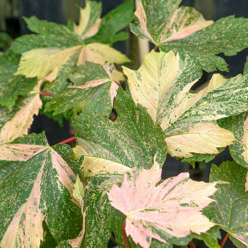 Acer pseaudoplatanus Simon-Louis Ferres