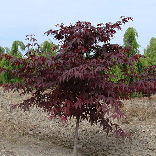 Acer palmatum Red Emperor