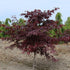 Acer palmatum Red Emperor