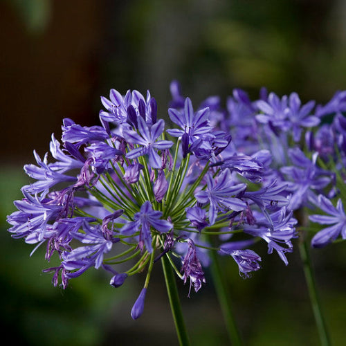 Agapanthus Starry Night