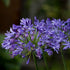 Agapanthus Starry Night