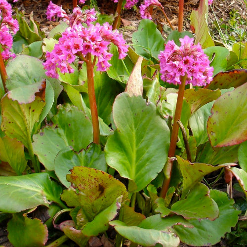 Bergenia cordifolia