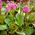 Bergenia cordifolia