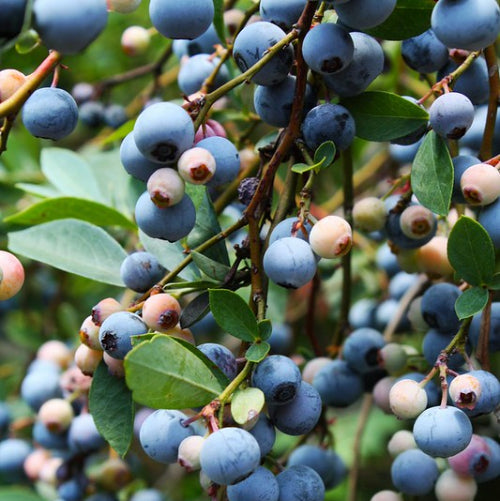 Blueberry Reka