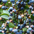 Blueberry Reka