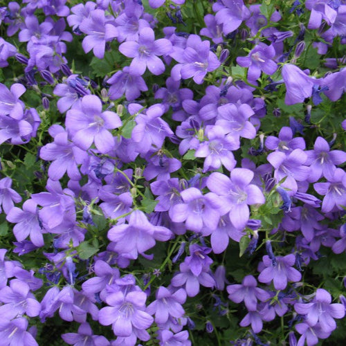 Campanula muralis