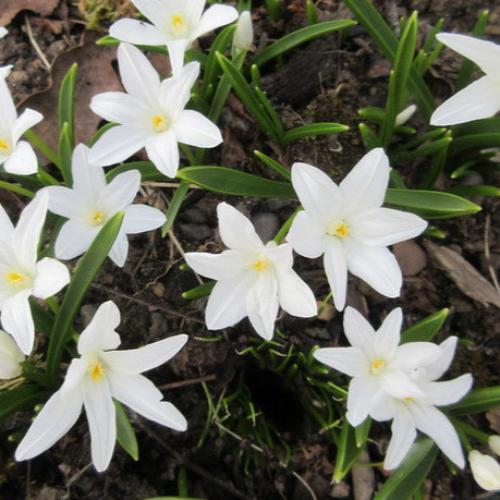 Chionodoxa luciliae Alba (syn. Scilla)