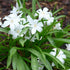 Chionodoxa luciliae Alba (syn. Scilla)