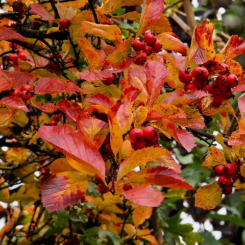 Crataegus persimilis Prunifolia Splendens