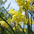 Daffodil (Narcissi) Hawera
