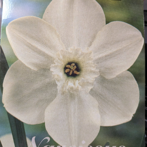 Daffodil (Narcissi) Princess Zaide