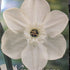 Daffodil (Narcissi) Princess Zaide
