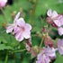 Geranium Ingwersen's Variety