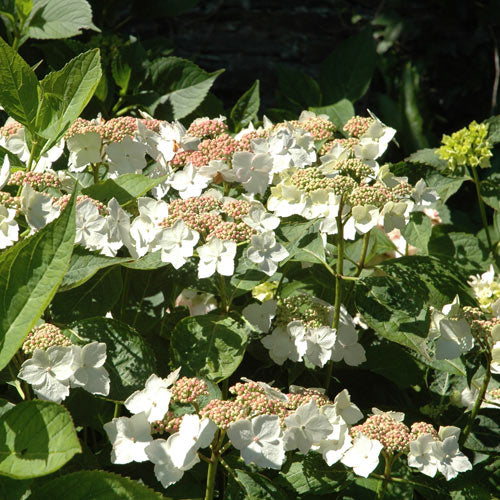 Hydrangea macrophylla Teller White