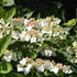 Hydrangea macrophylla Teller White
