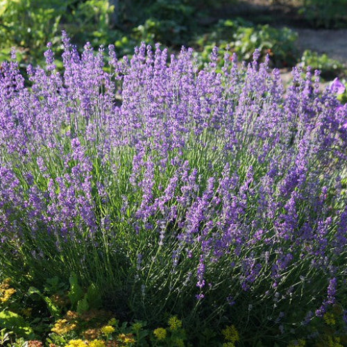 Lavender angustifolia - English Lavender