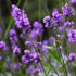 Lavender angustifolia - English Lavender