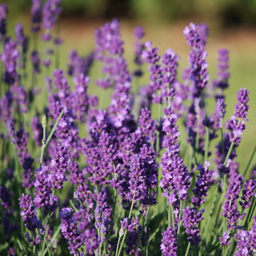 Lavender angustifolia - English Lavender