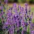 Lavender angustifolia - English Lavender