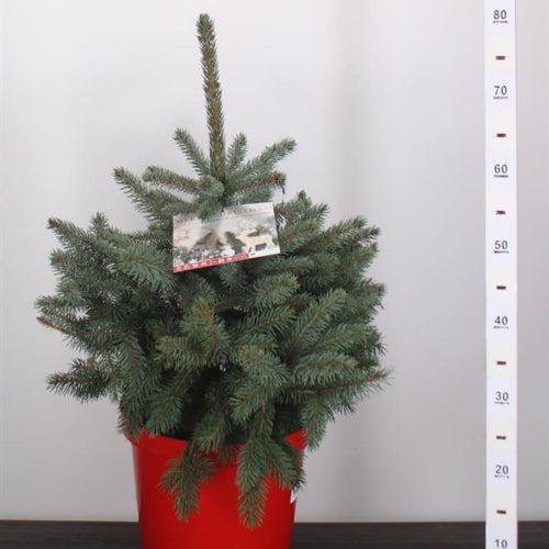 Picea pungens Super Blue