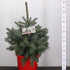 Picea pungens Super Blue