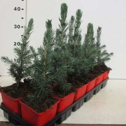 Picea pungens Super Blue