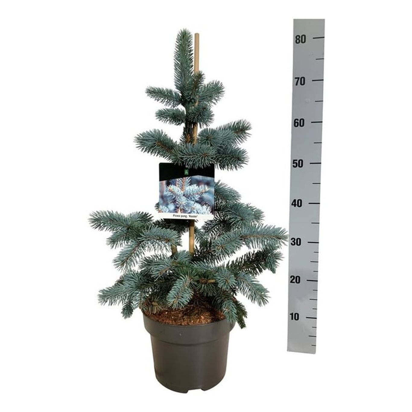 Picea pungens Koster