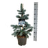 Picea pungens Koster
