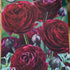 Ranunculus asiaticus Purple