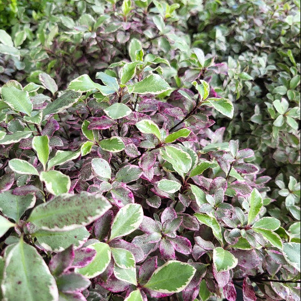 Pittosporum tenuifolium Bannow Bay
